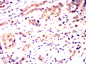 GUCY1A1 Antibody