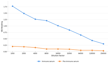 ITGB4 Antibody