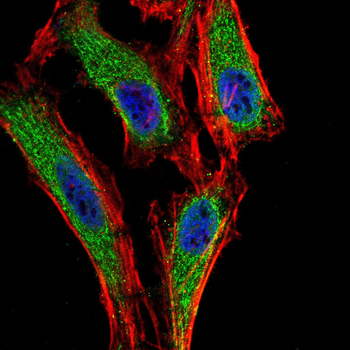 ITGB4 Antibody