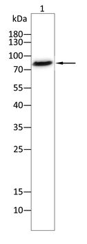 PIK3R1 Antibody