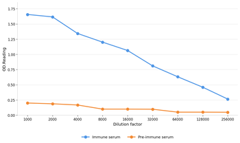 CDKN1A Antibody