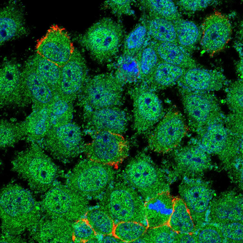 CDKN1A Antibody