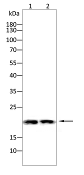 CDKN1A Antibody