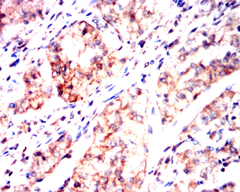 NQO1 Antibody