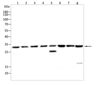 NQO1 Antibody