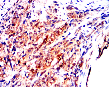 PTGS2 Antibody