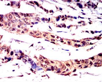 MYD88 Antibody