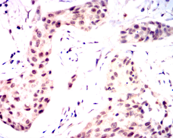 MYD88 Antibody