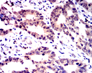 MYD88 Antibody