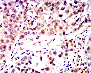 MYD88 Antibody