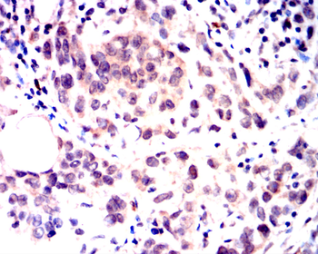 MYD88 Antibody