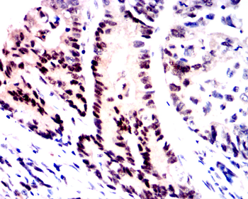 MYD88 Antibody