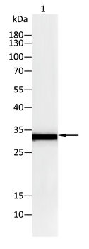 MyD88 Rabbit Polyclonal Antibody