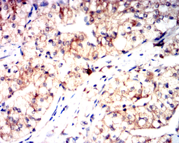 EIF2S1 Antibody