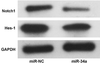 GAPDH Antibody