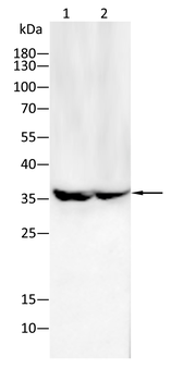 GAPDH Antibody