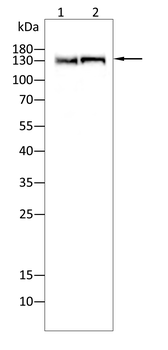 KIT Antibody