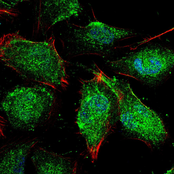 YAP1 Antibody