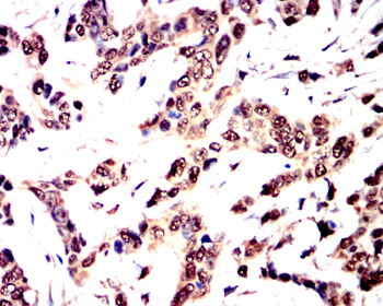 YAP1 Antibody