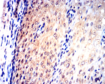 YAP1 Antibody