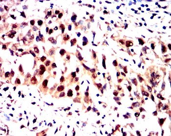 YAP1 Antibody