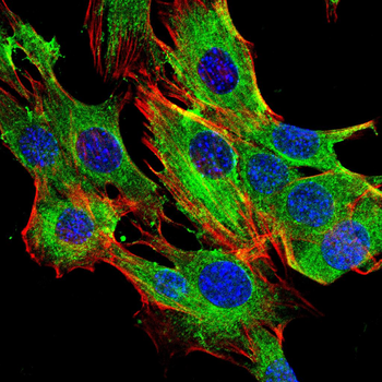 CD9 Antibody