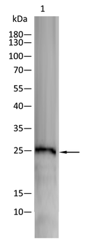 CD9 Antibody
