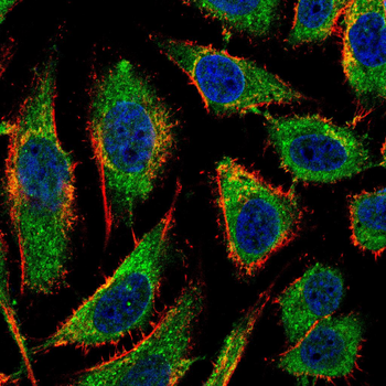 PROM1 Antibody