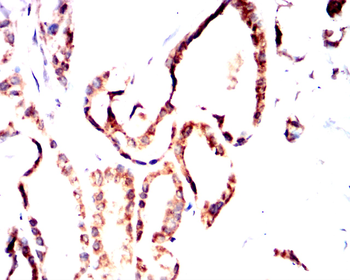 PROM1 Antibody