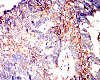 GPX4 Antibody