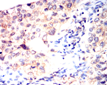 GPX4 Antibody