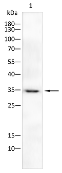 GPX4 Antibody