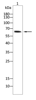 SENP1 Antibody