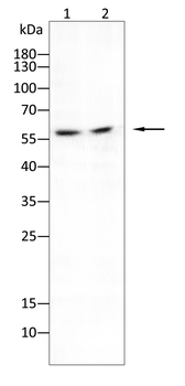 CYP3A4 Antibody