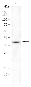 AQP4 Antibody