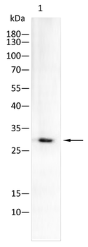 BAK1 Antibody