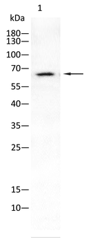 GPC3 Antibody