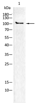HK2 Antibody