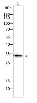 CD80 Antibody