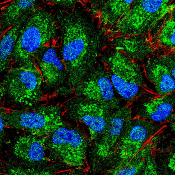 BMPR2 Antibody