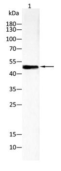 CCNA1 Antibody