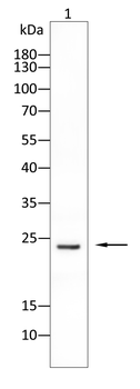 IL-6 Antibody