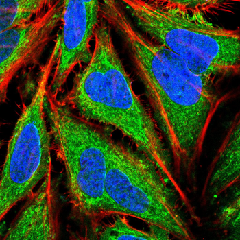 BBC3 Antibody