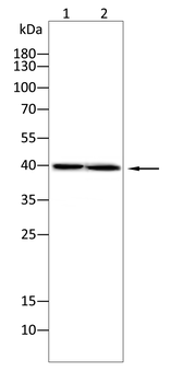 BBC3 Antibody