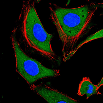 PIEZO1 Antibody