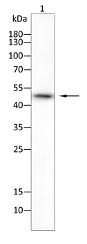 TNFRSF11B Antibody