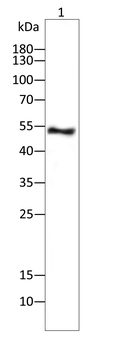 MMP1 Antibody