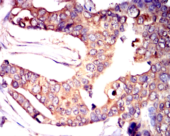 GAP43 Antibody
