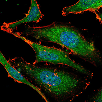 CCNA2 Antibody