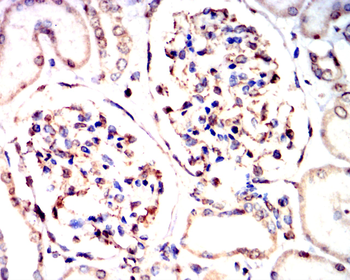 C3C Antibody